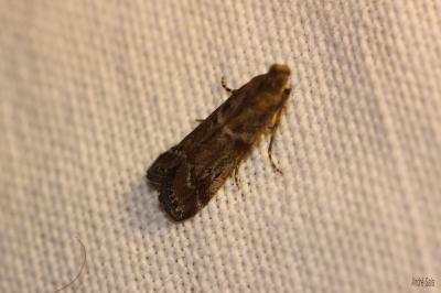  Pyralidae Latreille, 1809