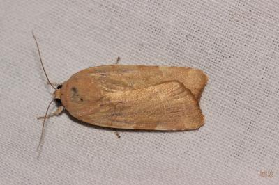 Frangée (La) Noctua fimbriata (Schreber, 1759)