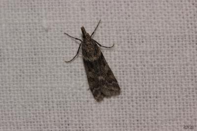 Eudonia angustea (Curtis, 1827)