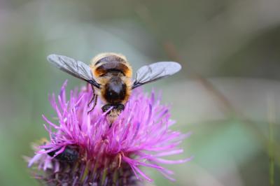  Fallenia fasciata (Fabricius, 1805)