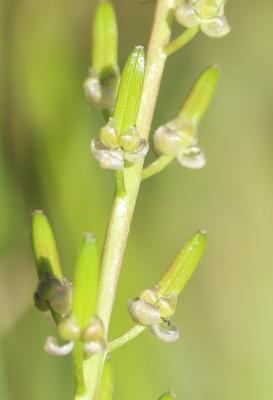 Troscart de Barrelier Triglochin barrelieri Loisel., 1807