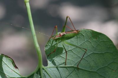 Leptophye ponctuée, Sauterelle ponctuée, Barbitist Leptophyes punctatissima (Bosc, 1792)