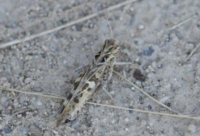 Oedipode soufrée Oedaleus decorus (Germar, 1825)