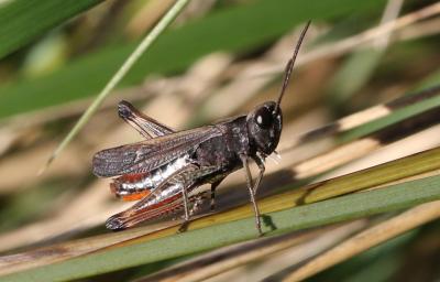 Criquet noir-ébène Omocestus rufipes (Zetterstedt, 1821)