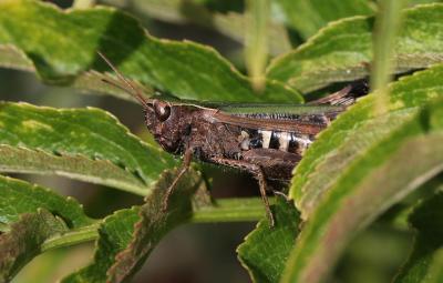Criquet noir-ébène Omocestus rufipes (Zetterstedt, 1821)