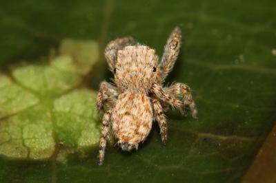  Neaetha membrosa (Simon, 1868)