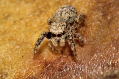  Neaetha membrosa (Simon, 1868)