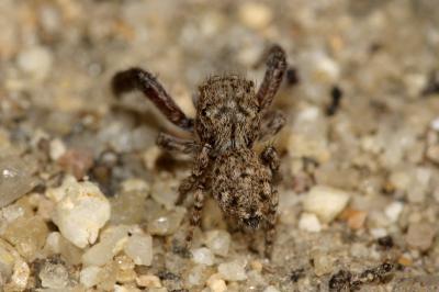  Neaetha membrosa (Simon, 1868)