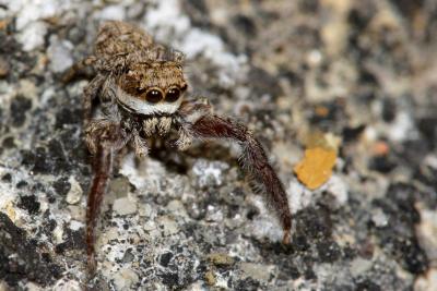  Neaetha membrosa (Simon, 1868)