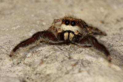  Neaetha membrosa (Simon, 1868)