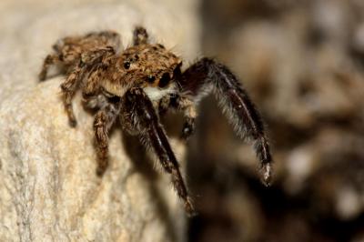  Neaetha membrosa (Simon, 1868)