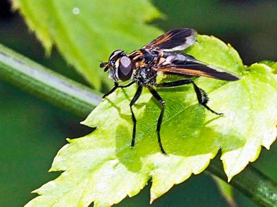  Trichopoda pennipes (Fabricius, 1781)