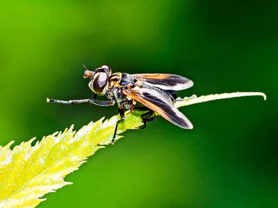  Trichopoda pennipes (Fabricius, 1781)