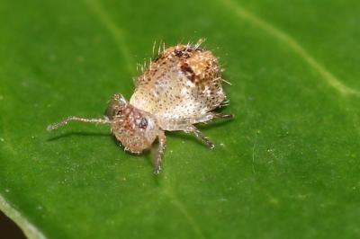  Allacma fusca (Linnaeus, 1758)