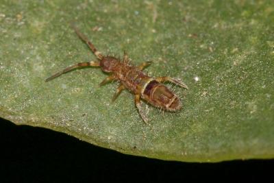  Orchesella cincta (Linnaeus, 1758)