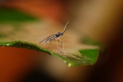  Sciaridae Billberg, 1820