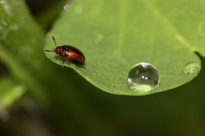  Leiodes Latreille, 1797