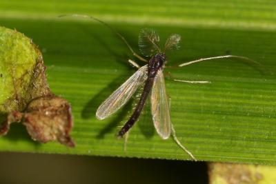 Chironomidés, Ver de vase (larve) Chironomidae Newman, 1834