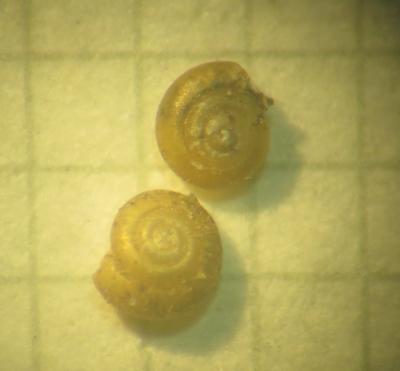 Escargotin minuscule Punctum pygmaeum (Draparnaud, 1801)