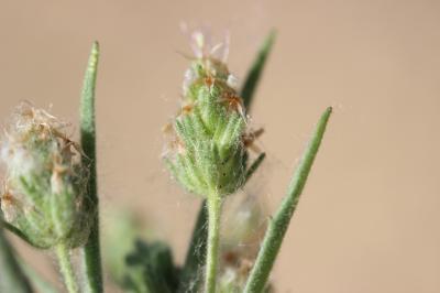 Plantain pucier Plantago afra L., 1762