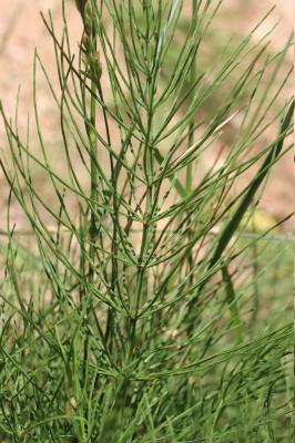Prêle des champs, Queue-de-renard Equisetum arvense L., 1753