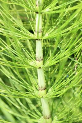 Grande prêle Equisetum telmateia Ehrh., 1783