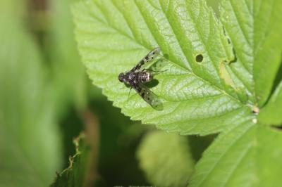  Anthrax varius Fabricius, 1794
