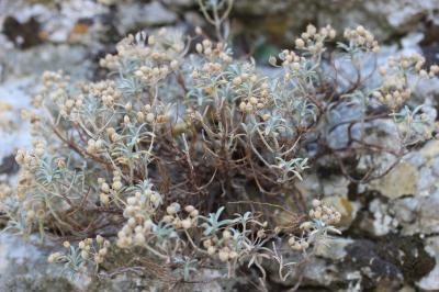 Corbeille d'argent à gros fruits, Alysse à gros fr Hormathophylla macrocarpa (DC.) P.Küpfer, 1974