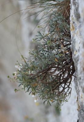 Corbeille d'argent à gros fruits, Alysse à gros fr Hormathophylla macrocarpa (DC.) P.Küpfer, 1974