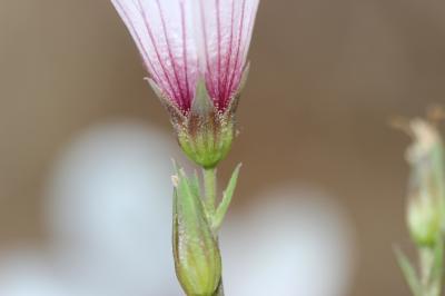 Lin souffré Linum suffruticosum L., 1753