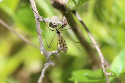  Limonia maculipennis (Meigen, 1818)