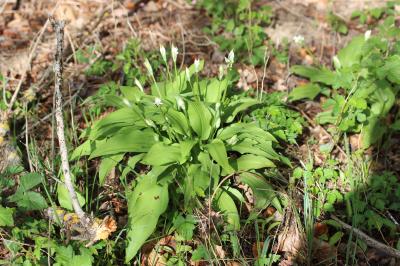 Ail des ours, Ail à larges feuilles Allium ursinum L., 1753