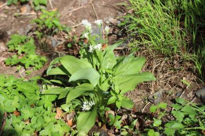 Ail des ours, Ail à larges feuilles Allium ursinum L., 1753