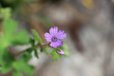 Géranium des Pyrénées Geranium pyrenaicum Burm.f., 1759