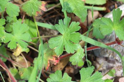 Géranium des Pyrénées Geranium pyrenaicum Burm.f., 1759