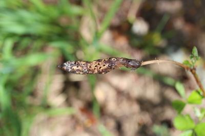  Diastrophus rubi (Bouché, 1834)