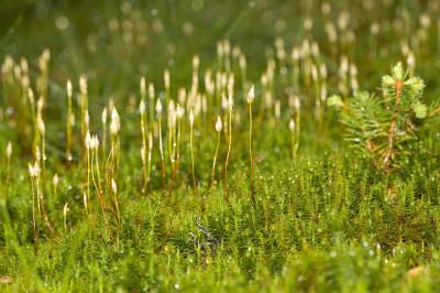  Polytrichum Hedw., 1801