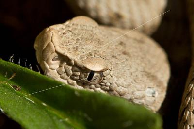 Vipère aspic Vipera aspis (Linnaeus, 1758)