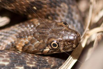 Couleuvre vipérine Natrix maura (Linnaeus, 1758)