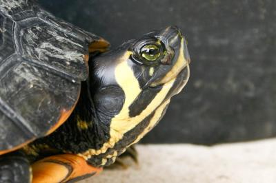 Tortue de Floride Trachemys scripta elegans (Wied, 1839)