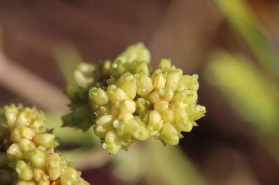 Mâche à carène Valerianella locusta f. carinata (Loisel.) Devesa, J.López & R.Gonzalo, 2005