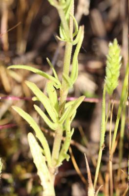 Mâche à carène Valerianella locusta f. carinata (Loisel.) Devesa, J.López & R.Gonzalo, 2005