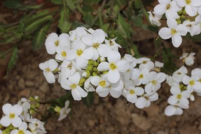 Arabette du Caucase, Corbeille d'argent Arabis caucasica Willd. ex Schltdl., 1813