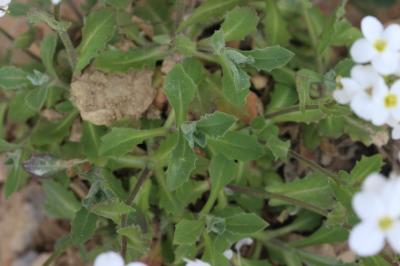 Arabette du Caucase, Corbeille d'argent Arabis caucasica Willd. ex Schltdl., 1813