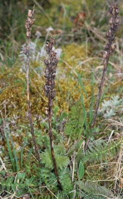 Pédiculaire chevelue Pedicularis comosa L., 1753