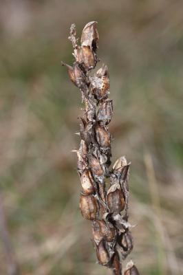 Pédiculaire chevelue Pedicularis comosa L., 1753