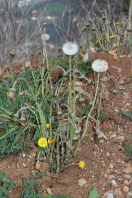 Tussilage, Pas-d'âne, Herbe de saint Quirin Tussilago farfara L., 1753