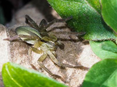  Micrommata ligurinum (C. L. Koch, 1845)