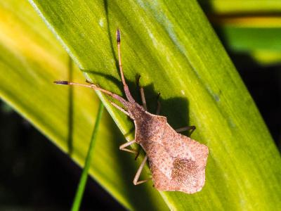  Syromastus rhombeus (Linnaeus, 1767)