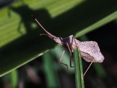  Syromastus rhombeus (Linnaeus, 1767)